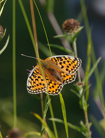 Dark Green Fritillary