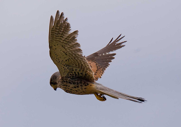 Kestrel