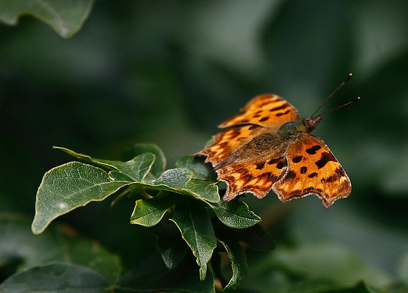 Comma
