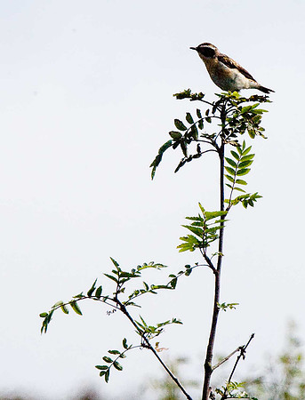 Whinchat