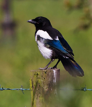 Magpie