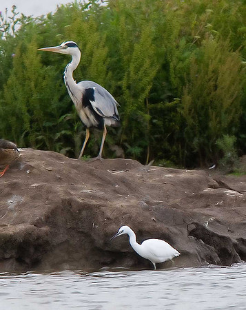 Grey Heron & Little Egret