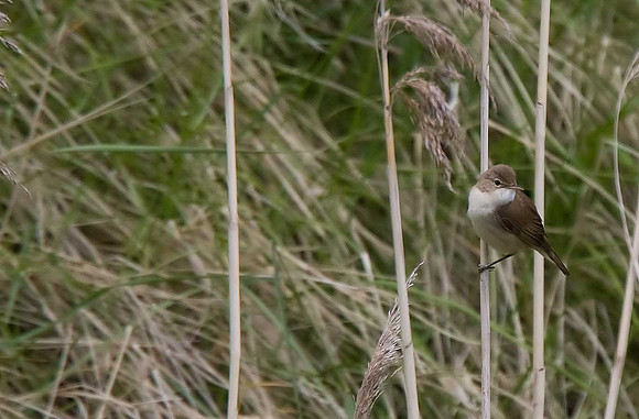 Reed Warbler