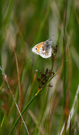 Small Heath