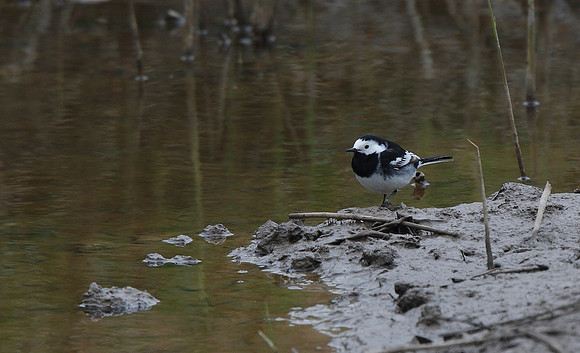 Pied Wagtail