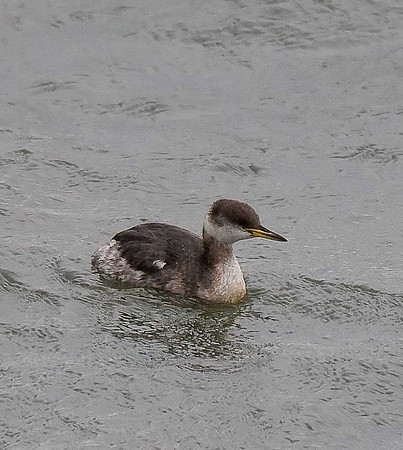 Red-necked Grebe