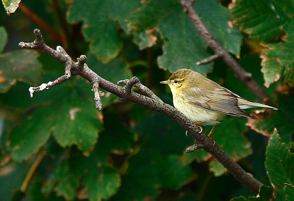 Willow Warbler