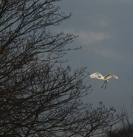 Great White Egret