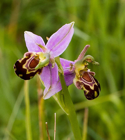 Bee Orchid WQ