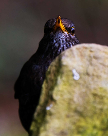 Blackbird