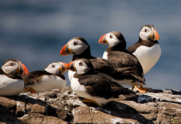Puffin