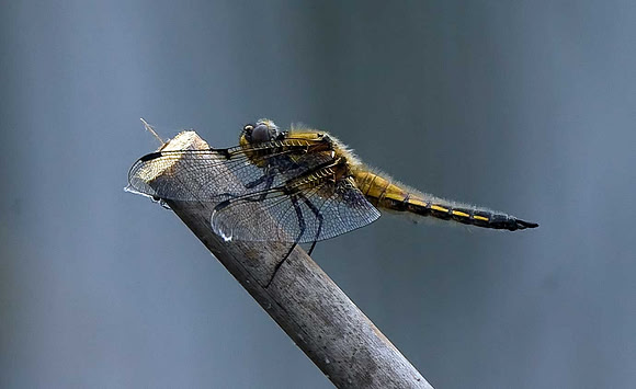 Four Spot Chaser