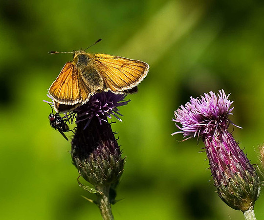 Small Skipper