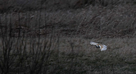 Barn Owl