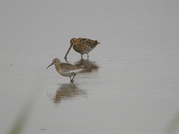 Curlew Sandpipper & Snipe