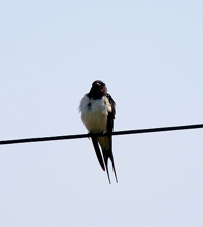 Swallow
