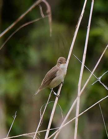 Marsh Warbler