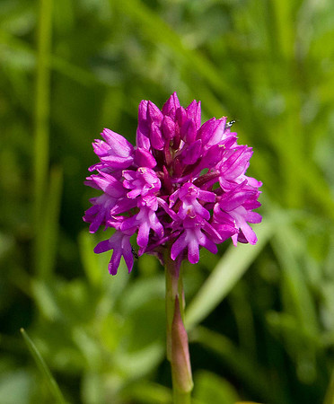Pyramidal Orchid WQ