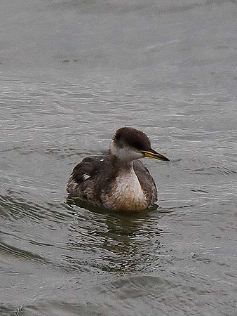Red-necked Grebe
