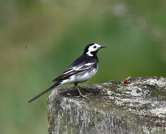 Pied Wagtail