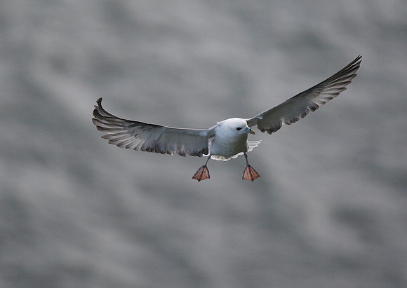 Fulmar