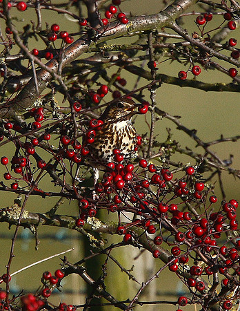 Song Thrush