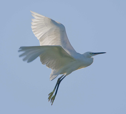 Little Egret