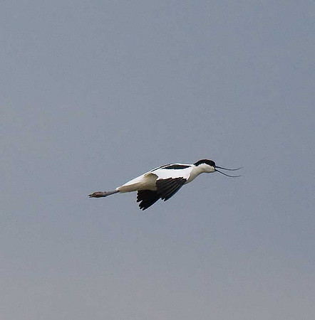 Avocet