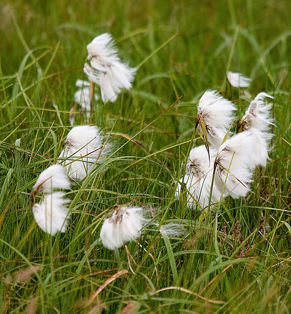 Common Cottongrass 'Bog Cotton' Eriophorum angustifolium Unst