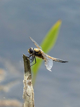 Four-spotted Chaser