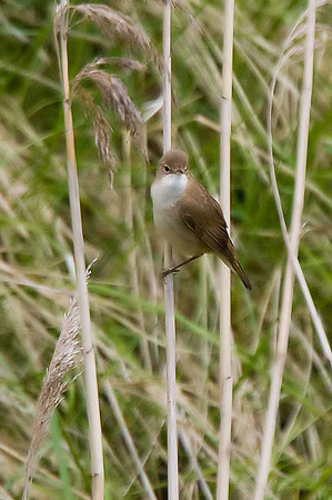 Reed Warbler