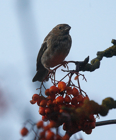 Common Rosefinch