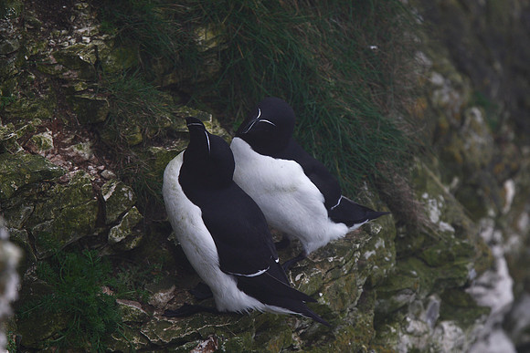 Razorbills