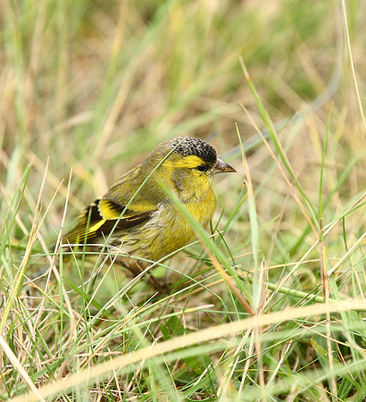 Siskin