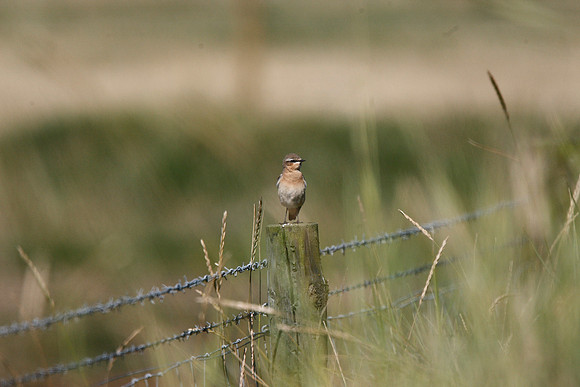 Wheatear