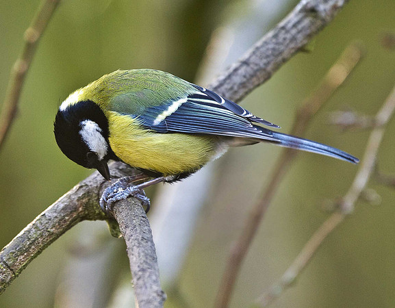 Great Tit
