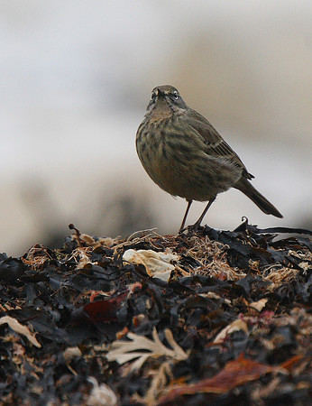 Scandinavian Rock Pipit