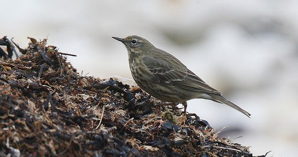 Scandinavian Rock Pipit