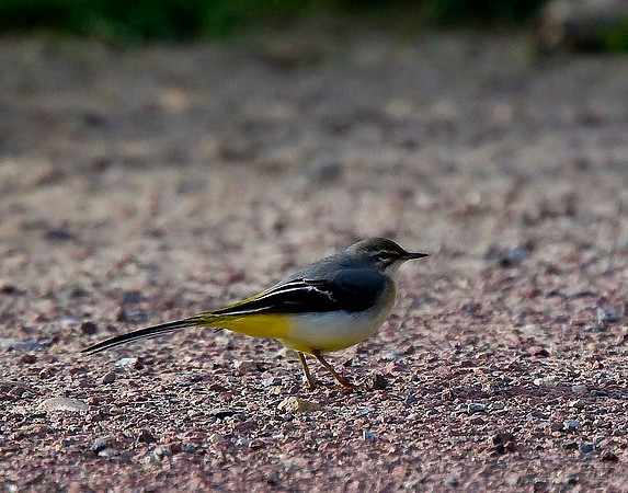 Grey Wagtail