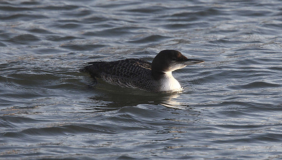 Great Northern Diver