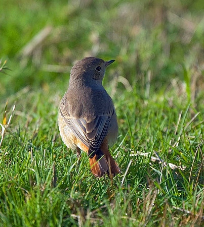 Redstart