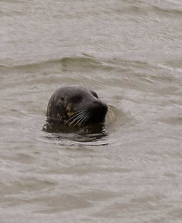 Grey Seal