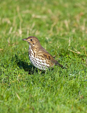 Song Thrush