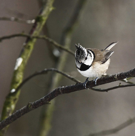Crested Tit