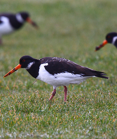Oystercatcher