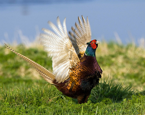 Pheasant