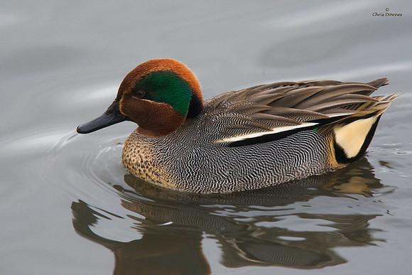 Teal