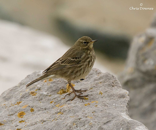 Rock Pipit
