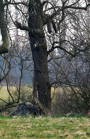 Barn Owl
