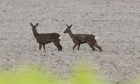 Roe Deer